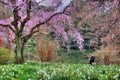 Sakura Hunter in Shinjuku Park Tokyo