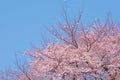 Sakura image Royalty Free Stock Photo