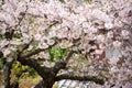 Sakura (Japanese Cherry Blossom)