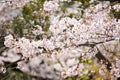 Sakura (Japanese Cherry Blossom)