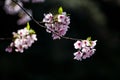 Sakura (Japanese Cherry Blossom)