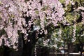 Sakura (Japanese Cherry Blossom)