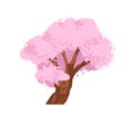 Sakura, Japanese cherry blossom. Asian floral tree, pink flowers. Eastern oriental blooms. Beautiful delicate spring