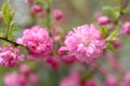 Sakura (Japanese cherry tree) in blossom time. Royalty Free Stock Photo