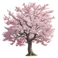 Sakura ( Japanese cherry tree ) in full bloom isolated on a transparent background. Generated AI. Royalty Free Stock Photo