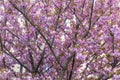 Sakura or Japanese cherry tree in the spring Royalty Free Stock Photo