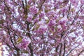 Sakura or Japanese cherry tree in the spring Royalty Free Stock Photo