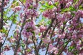 Sakura japanese flower tree
