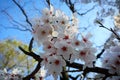 Sakura the Japans Flower