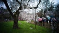 Sakura in Kyoto, Japan