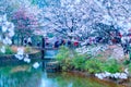 Sakura Lake-Jiangxi Academy of forestry Royalty Free Stock Photo