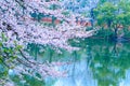 Sakura Lake-Jiangxi Academy of forestry Royalty Free Stock Photo