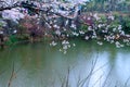 Sakura Lake-Jiangxi Academy of forestry Royalty Free Stock Photo