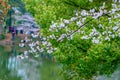 Sakura Lake-Jiangxi Academy of forestry Royalty Free Stock Photo