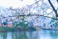 Sakura Lake-Jiangxi Academy of forestry Royalty Free Stock Photo