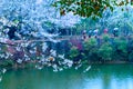 Sakura Lake-Jiangxi Academy of forestry Royalty Free Stock Photo