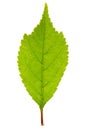 Sakura leaf isolated Royalty Free Stock Photo