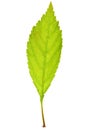 Sakura leaf Royalty Free Stock Photo