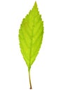 Sakura leaf