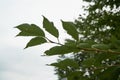 Sakura Leaves