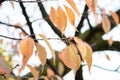 Sakura leaves that are falling during the fall season