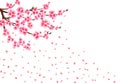 Sakura loses petals in the wind. Branches with pink flowers and cherry buds. isolated on white background. illustration