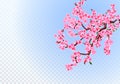 Sakura. Lush branches with light purple flowers, leaves and cherry buds. Defocus effect. On a transparent background