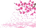 Sakura. A lush cherry branch with purple flowers loses petals. Isolated on white background. illustration