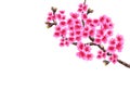 Sakura. Lush curved branches of a blossoming cherry tree with purple flowers and buds. illustration