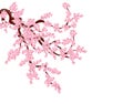 Sakura. Lush curved branches of a cherry tree with pink small flowers and cherry buds. illustrator isolated