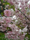 sakura Royalty Free Stock Photo