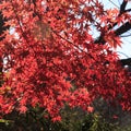 Sakura and momijis, cherry blossom and maple red leaves; in the same time Royalty Free Stock Photo