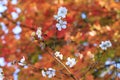 Sakura and momijis, cherry blossom and maple red leaves; in the same time Royalty Free Stock Photo