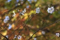 Sakura and momijis, cherry blossom and maple red leaves; in the same time