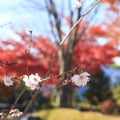 Sakura and momijis, cherry blossom and maple red leaves; in the same time