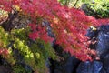 Sakura and momijis, cherry blossom and maple red leaves; in the same time Royalty Free Stock Photo