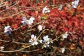 Sakura and momijis, cherry blossom and maple red leaves; in the same time