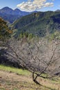 Sakura and momijis, cherry blossom and maple red leaves; in the same time Royalty Free Stock Photo