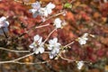 Sakura and momijis, cherry blossom and maple red leaves; in the same time