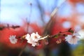 Sakura and momijis, cherry blossom and maple red leaves; in the same time Royalty Free Stock Photo