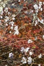 Sakura and momijis, cherry blossom and maple red leaves; in the same time Royalty Free Stock Photo