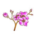 Sakura National China Blossom Tree Color Vector