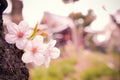 Sakura Royalty Free Stock Photo