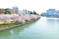 Sakura near river