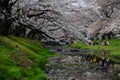 sakura near tokyo