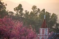 Sakura near top of church. Cherry Blossom In Springtime