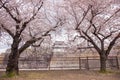 Sakura Osaka Castle, beautiful.