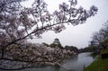 sakura at osaka castle