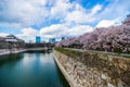 Sakura Royalty Free Stock Photo