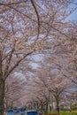 Sakura in Osawa, Mitaka City Royalty Free Stock Photo